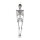 Skeleton with hanger moveable made of plastic - Material:  - Color: silver - Size: 95cm