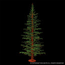 Green Fir 1200